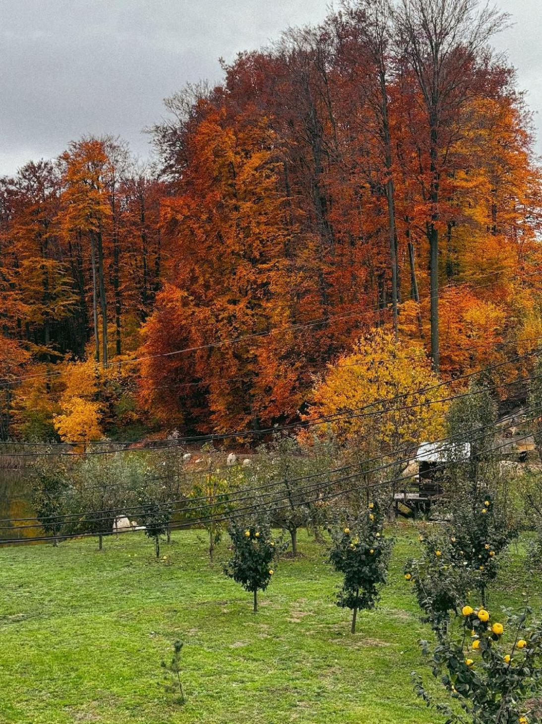 Orlyne Gnizdo Otel Çernivtsi Dış mekan fotoğraf